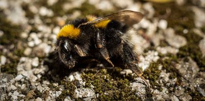 Why you are seeing bees struggling to survive this summer