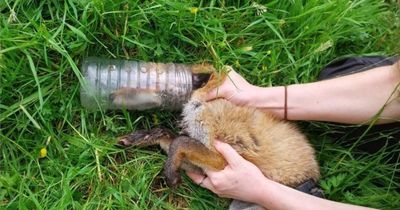 Fox cub rescued in Glasgow after nearly two days with head trapped in bottle