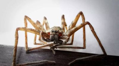 Run if you can: Australia’s giant huntsman may be the world’s fastest spider, new study suggests