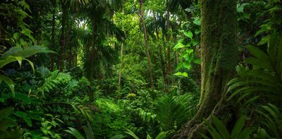 Tropical forests can stop acting as carbon sinks during El Niño, says research
