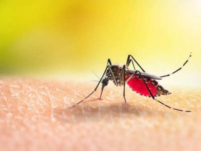Why mosquitoes bite some people more than others, and it has nothing to do with 'sweet blood'
