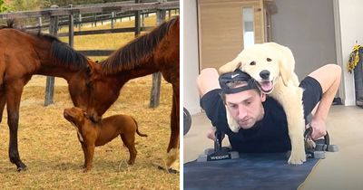 This Page Shared 27 Photos Of Dogs Who Made Their Owners Laugh Without Even Trying