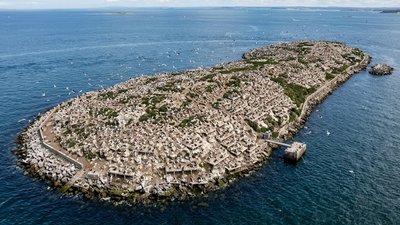 When disappearing wetlands left birds with nowhere safe to nest, the United States began building artificial islands that now shelter thousands of breeding waterbirds