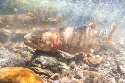 The United States deliberately poisoned all 41 kilometers of Yellowstone's Soda Butte Creek in the 1990s, killing every fish in the river after invasive brook trout overwhelmed native cutthroat trout, and years later, the iconic native fish returned