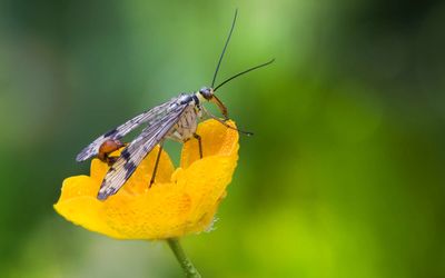 Europe is quietly losing its bees, butterflies and other pollinators, and scientists warn the consequences could reshape entire ecosystems