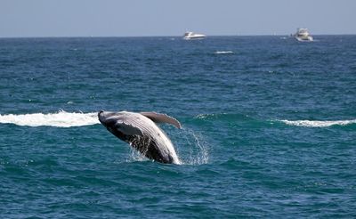 Pacific gray whales facing ‘catastrophic’ die-off as climate crisis hits food supply