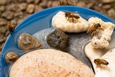 Make Your Garden a Wildlife Haven: Insect Hotels, Bee Baths and Mini Ponds Support Beneficial Creatures
