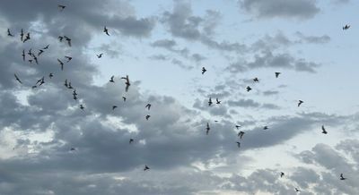 The Bats of Bracken