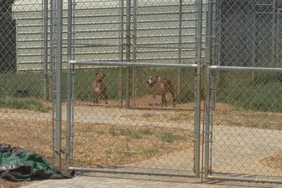 Georgia animal control worker accused of burning puppies alive in an incinerator
