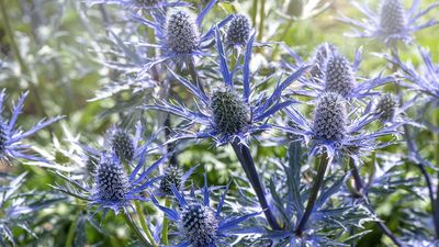 This Striking Blue Plant Will Keep Your Patio Looking Lively During a Heatwave – It's Drought-Tolerant and Loves to Be Ignored