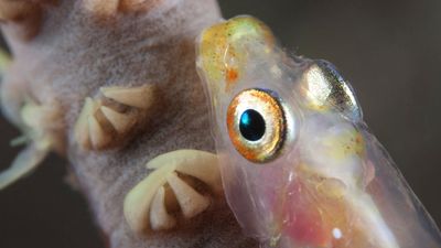 "This discovery shows why exploration still matters"– Scientists film alien-esque spookfish in the wild for the first time ever
