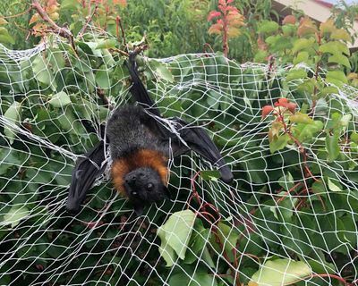 Death trap: what to do about the everyday items catching and killing Australian wildlife