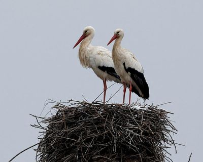 Health risk fears for storks in Europe over ‘junk food’ from landfill