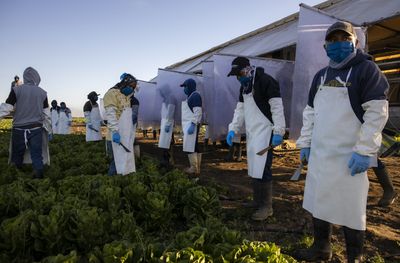 Michigan's Cyclospora Outbreak Jumped Again Overnight, Now at 1,562 Cases Across 43 Counties
