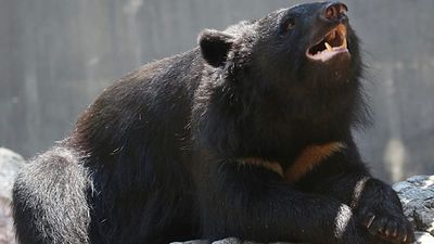 Japanese school teaches children how to stay safe around wild bears