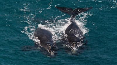 Stay-away ban issued to protect rare visiting whales