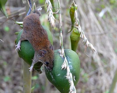 A swarm of stink bugs and a river of rats: why India’s flowering bamboo causes a crisis for humans