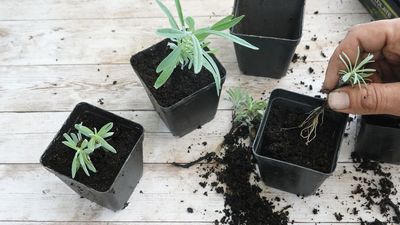 July is the Perfect Time to Propagate Your Favorite Plants – And Fill Your Garden For Free in 2027