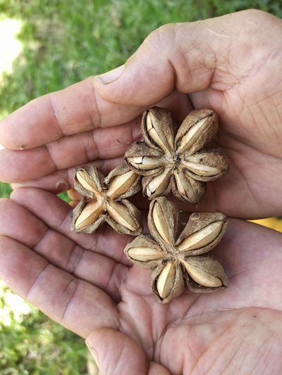 The star-shaped superfood you've never heard of is loaded with protein, omega-3s and healthy fats that may support your heart, muscles and overall health