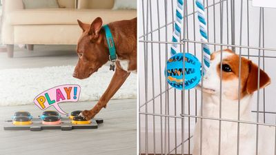 55 clever things that make your dog so well behaved