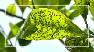 Aphid season is here - A wildlife expert reveals how birds are the best solution to keeping your plants safe