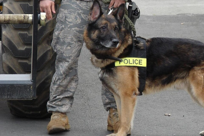New Jersey Police Officer Charged After Death Of Two K-9 Partners Locked Inside SUV For Seven Hours
