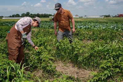 ‘A slap in the face’: small farmers say Trump is turning his back on them