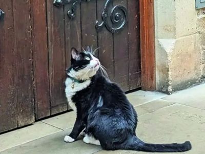 A Cathedral cat & opinion of the masses