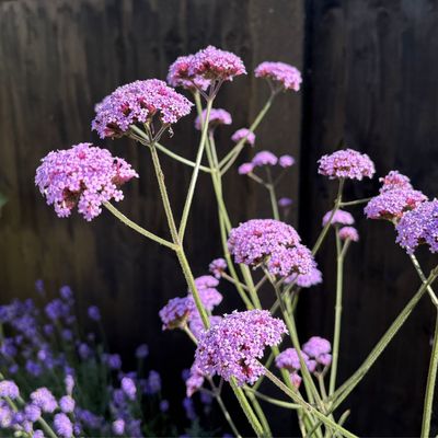This drought-tolerant flowering plant is the star of my mum's garden border every summer – it’s tall, pretty and a magnet for butterflies