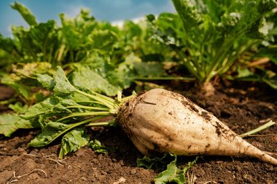 Sugarbeets, Sugarcane, and Vegetable Costs: What Gardeners Can Learn From Commodity Stress