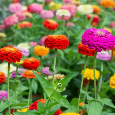 Sorry dahlias, but this low-maintenance, drought-tough flower is stealing the show in gardens this summer – the colourful blooms are real crowd-pleasers