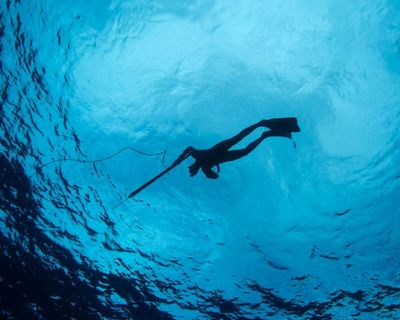 In my years of spearfishing, I’ve never encountered more sharks than now. But I know where I stand in the underwater pecking order