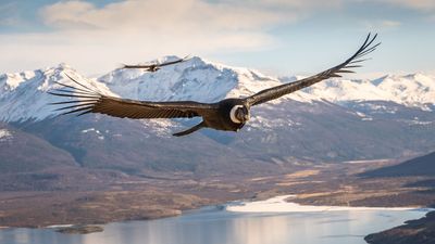 "The magic happened… all it took was the right click" –Andean condors reign supreme in Patagonia Photo Contest