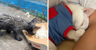 73 Cats Who Underwent A Complete Transformation After Finding Their Forever Homes