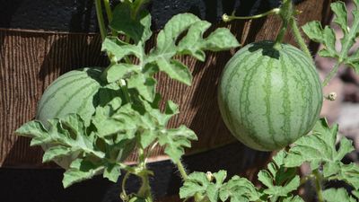 How to Grow Watermelon in Pots – 8 Tips to Get Sweet, Juicy Fruits in Small Spaces