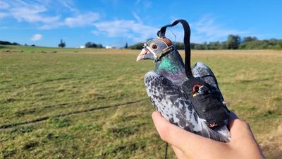 These pigeon cameras could help create smarter drone cameras, say researchers