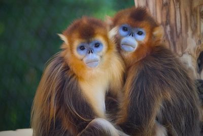 Experts believe monkeys and apes are key to preventing a sixth mass extinction
