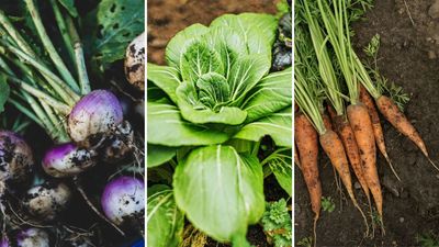 Vegetables you can plant in July: 7 delicious veggies to add to your plot this month