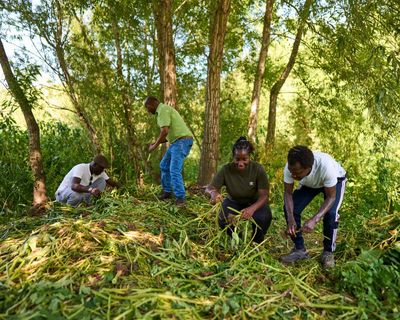 ‘We plant belonging’: how nature charities and asylum seekers work together in UK countryside