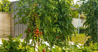 Why Gardeners Are Planting ‘Insurance Crops’ This Year—and What They Are
