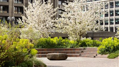 "Not Precious, or Overly Designed" — How the Barbican's Beech Gardens Capture 'Urban Wilderness', and How to Bring Its Look to Your Own Outdoor Space