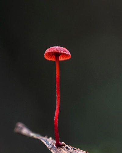 Mushroom trip: a mycologist’s tour of the Tarkine
