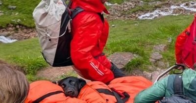 Labrador rescued on Ben Nevis after 'ingesting cannabis' on hiking trail