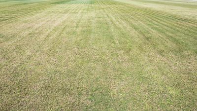 3 easy ways to stop your lawn turning brown during a heatwave