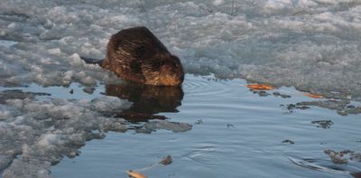 Beavers are emerging sooner in spring amid warmer weather
