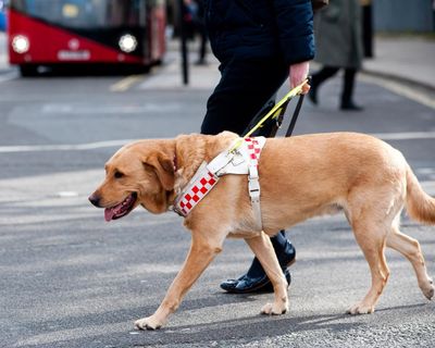 Guide dog owners face everyday ignorance