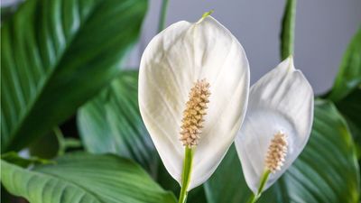 What to Do With Your Peace Lily in July – 5 Things to Encourage More Blooms and Even Glossier Foliage