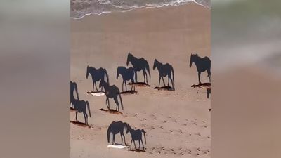 This perplexing optical illusion is making me question what a horse looks like