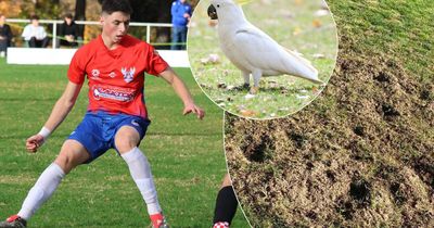 'Significant destruction': Canberra club attacked by cockatoos