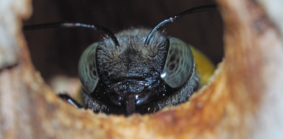 Big bees have the most to lose as global CO₂ levels rise: new research